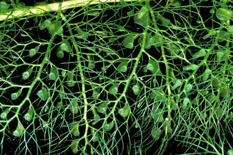 Bladderwort / Utricularia