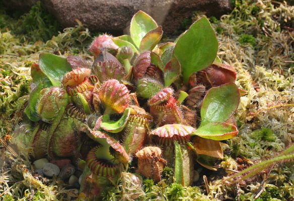 Cephalotus follicularis plants